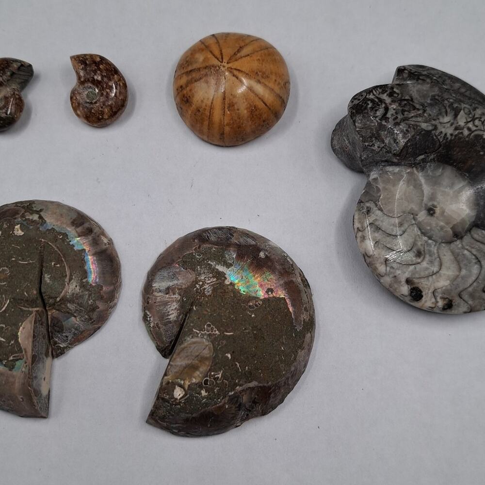 Ancient Fossil Ammonite and Sand Dollar Bundle, 118G Total Weight